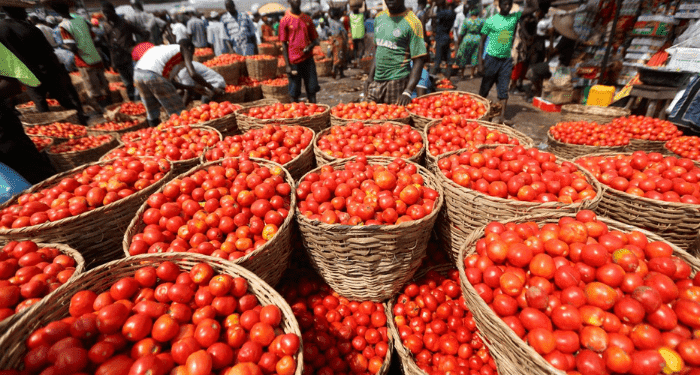 FG blames pest outbreaks, poor storage for tomato imports