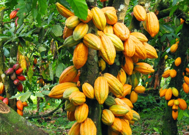 FEC approves bill to establish national Cocoa management board