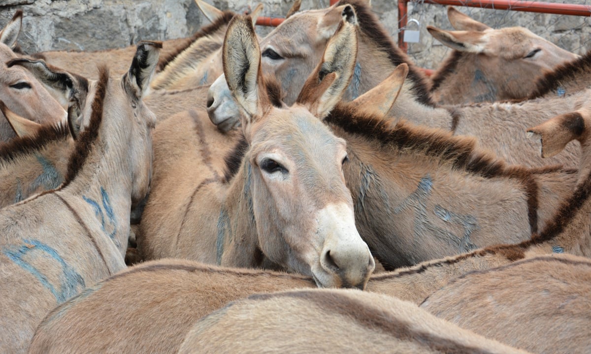 Customs thwarts ₦3.6bn donkey skin illegal export